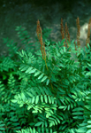 royal fern